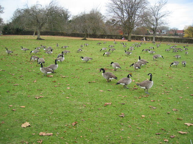 File:Flock of Canada geese.jpg