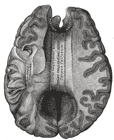File:Gray733.png
