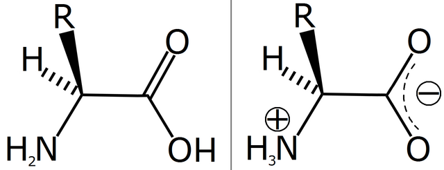 File:Amino acid zwitterion.png