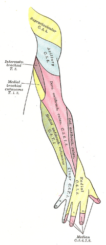 File:Gray814.png