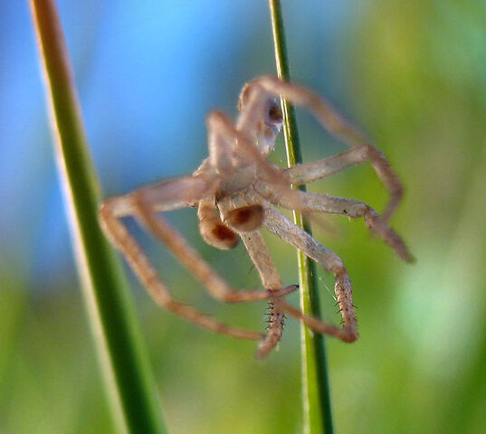 File:Spider-skin.jpg