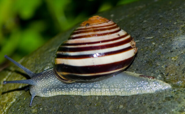 File:Snail on rock.jpg