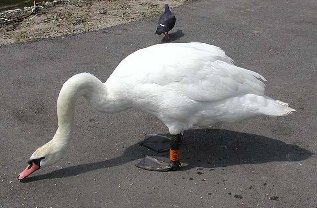 File:Mute.swan.slimb.750pix.jpg