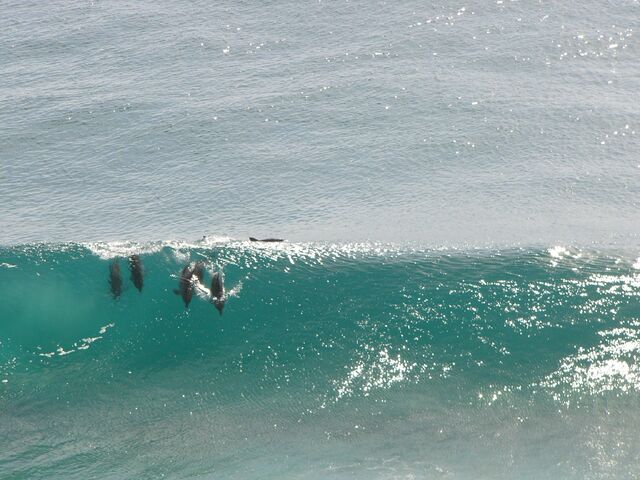 File:Dolphins-surfing.jpg