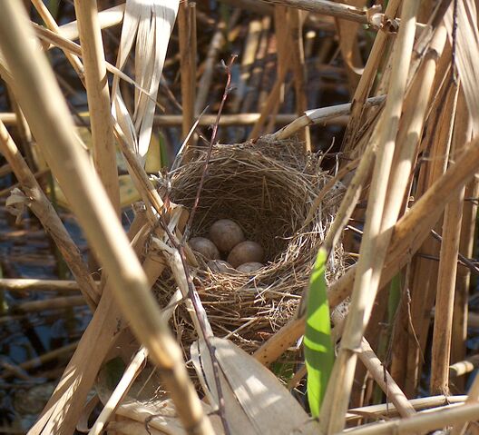 File:Acrocephalus arundinaceus nest.jpg