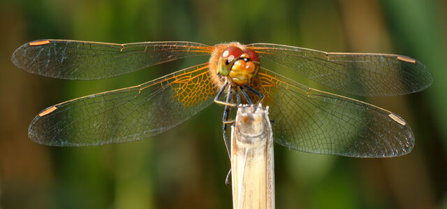 File:Sympetrum flaveolum - front (aka).jpg