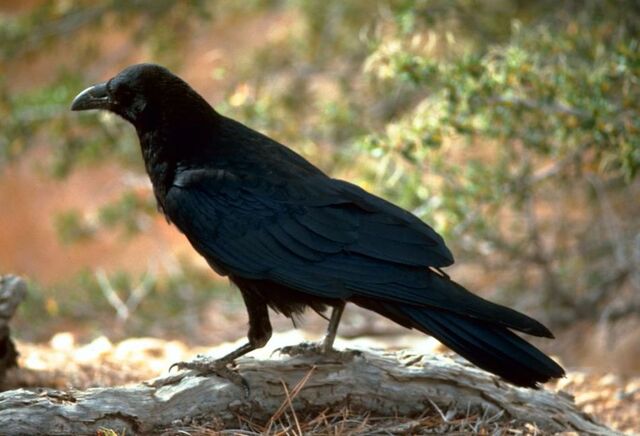 File:Corvus corax (FWS).jpg