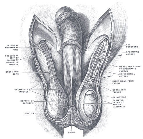 File:Gray1144.png