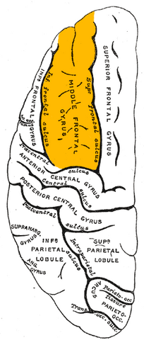 File:Gray725 middle frontal gyrus.png