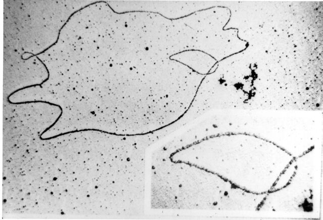 File:DNA Under electron microscope Image 3576B-PH.jpg