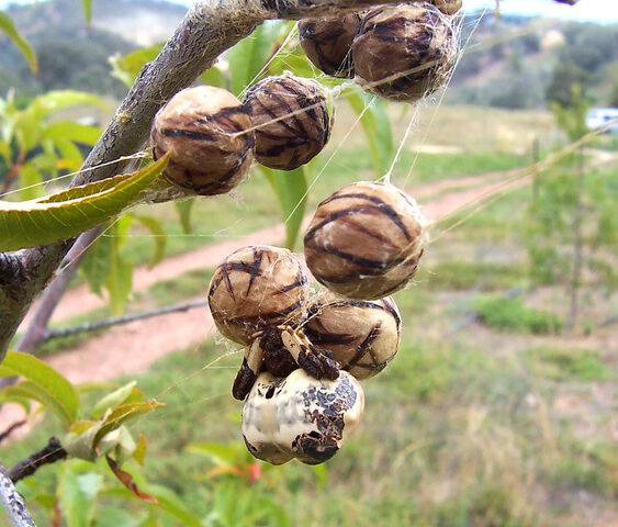 File:Bird dropping spider03.jpg