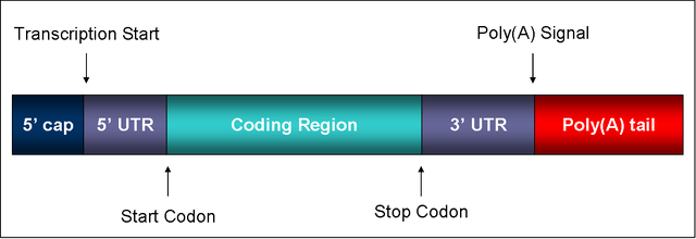 File:Mature mRNA.png