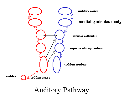 File:Aud pathway.png