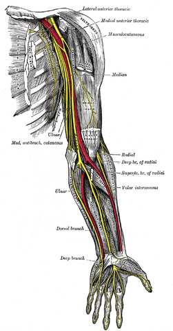 File:Gray816.png