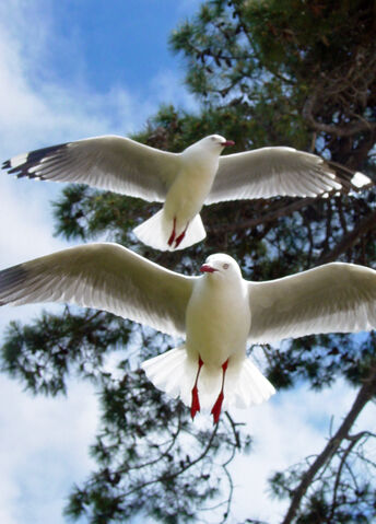 File:Red legged gulls.jpg