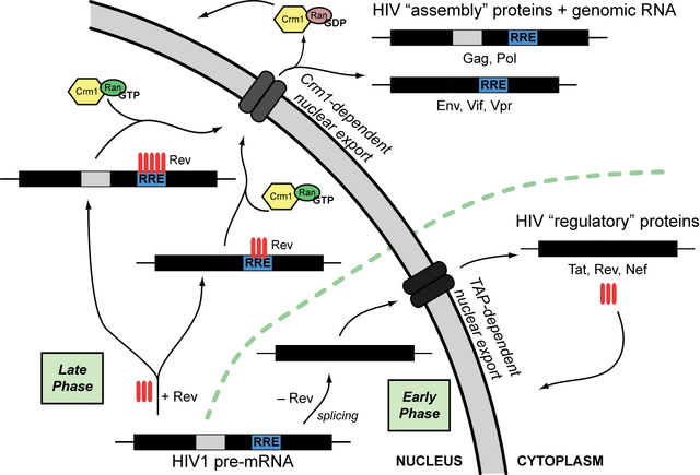 File:Rev-mediated HIV mRNA transport.png