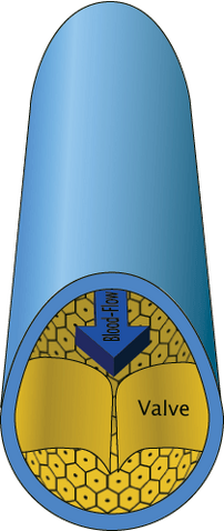File:Veincrosssection.png
