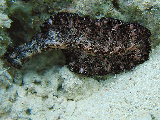 File:'s Flatworm.jpg