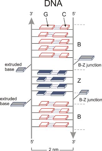 File:B&Z junction DNA.jpg