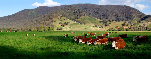 File:Cows in green field - nullamunjie olive grove03.jpg