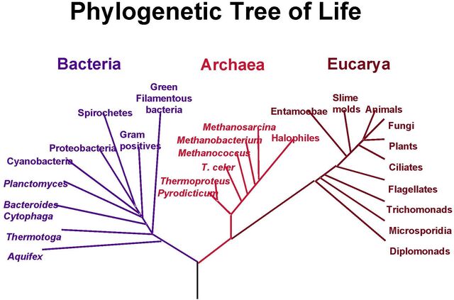File:PhylogeneticTree.jpg