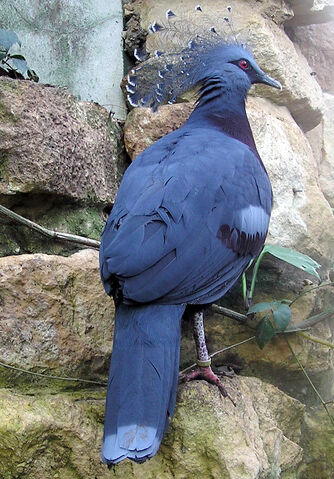 File:Bristol.zoo.victoria.crowned.pigeon.arp.jpg