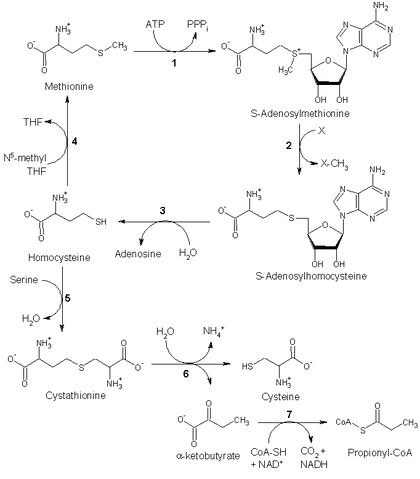 File:Met pathway.gif