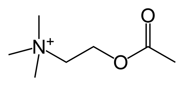 File:Acetylcholine-skeletal.png