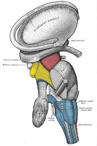 File:Gray683.png
