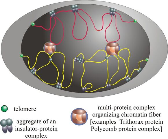 File:Nucleus & Chromatin Territorial Structure.jpg