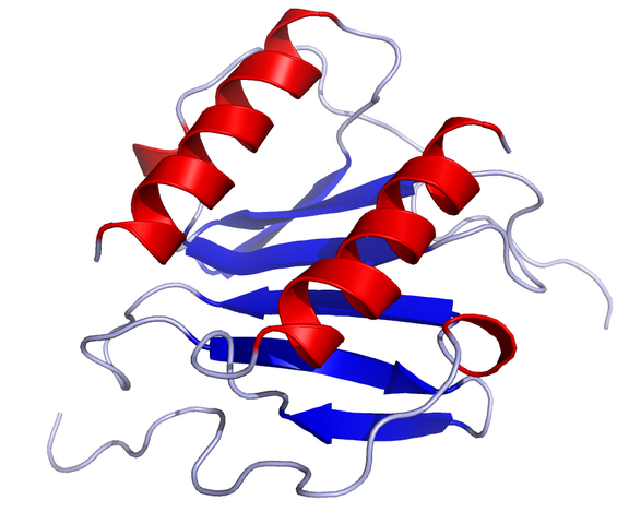 File:IL8 Solution Structure.rsh.png