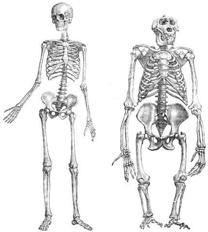 File:Primatenskelett-drawing.jpg
