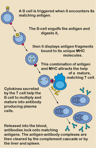 File:B cell activation.png