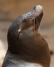 Sea Lion