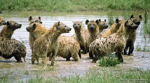 Hyenas