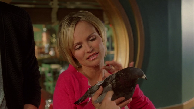 File:Pigeon 89.png