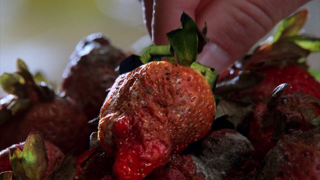 File:Pie-lette 78.png