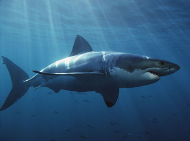 File:Shark2.jpg