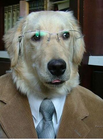 File:Professordog.jpg