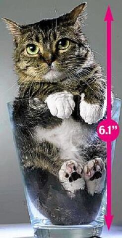 File:Small cat.jpg