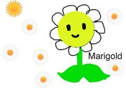 Another Marigold drawing