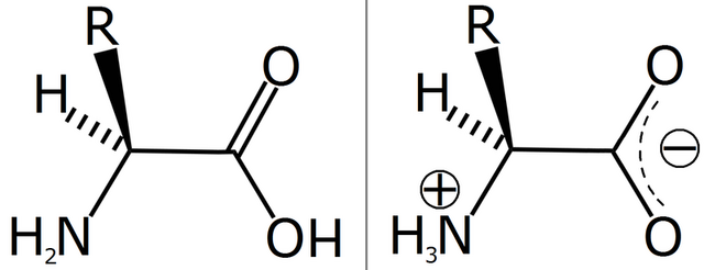 Archivo:Amino acid zwitterion.png