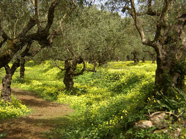 File:Olive grove.jpg