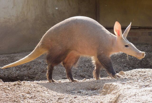 File:Aardvark workers.jpg