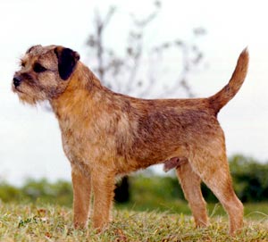 File:Dandy Terrier.jpg