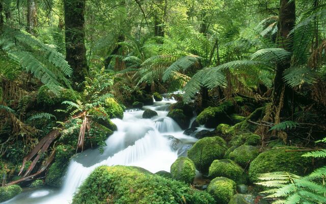 File:Kawasakiforest.jpg