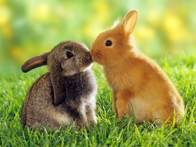 File:TheBunny.jpg