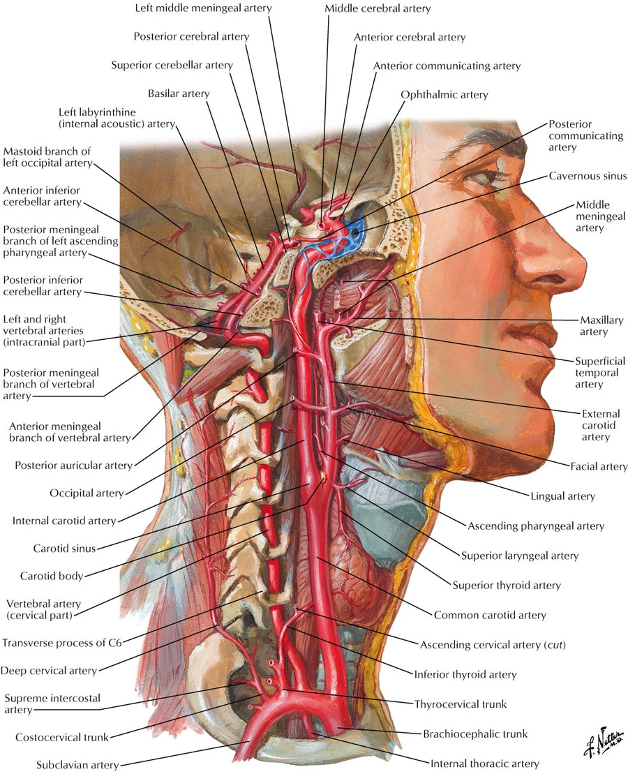 Carotid sheath:Internal carotid artery | RANZCRPart1 Wiki | FANDOM