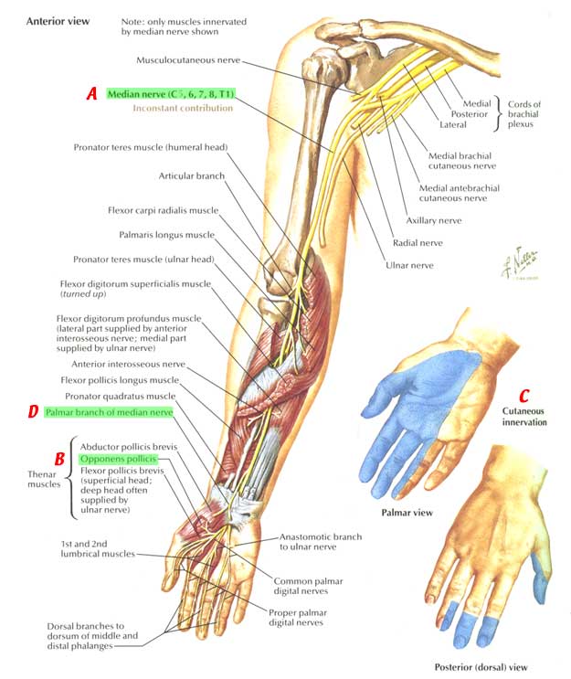 Nerves Arm Shoulder Median Nerve Course Relations And Innervation 