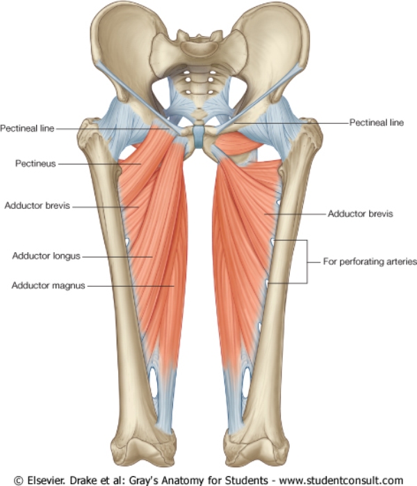 SEARCH AND BUY THIS PRODUCT Muscles:Anterior compartment of the thigh:Pectineus
